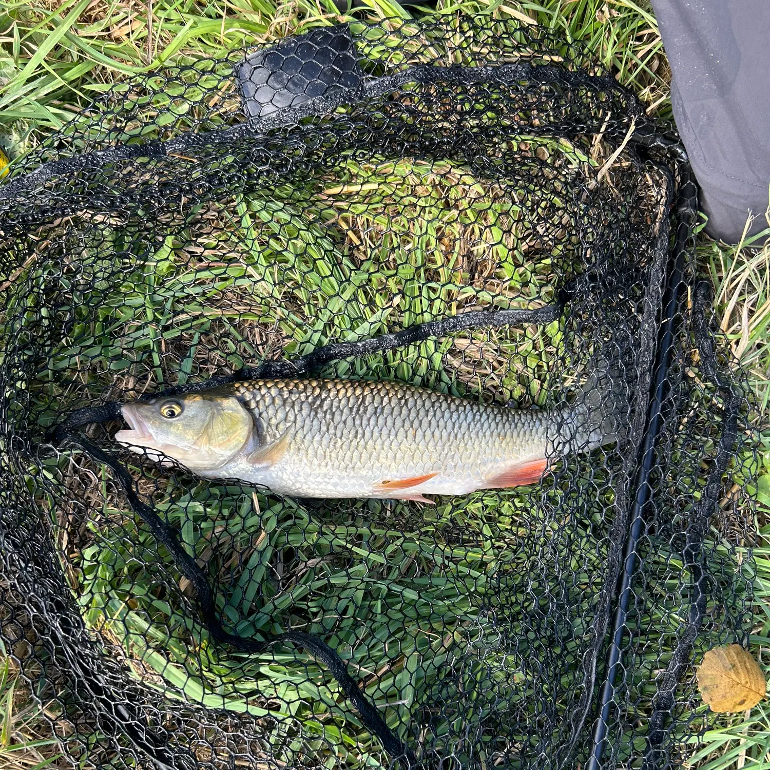 European chub caught on Fishbrain