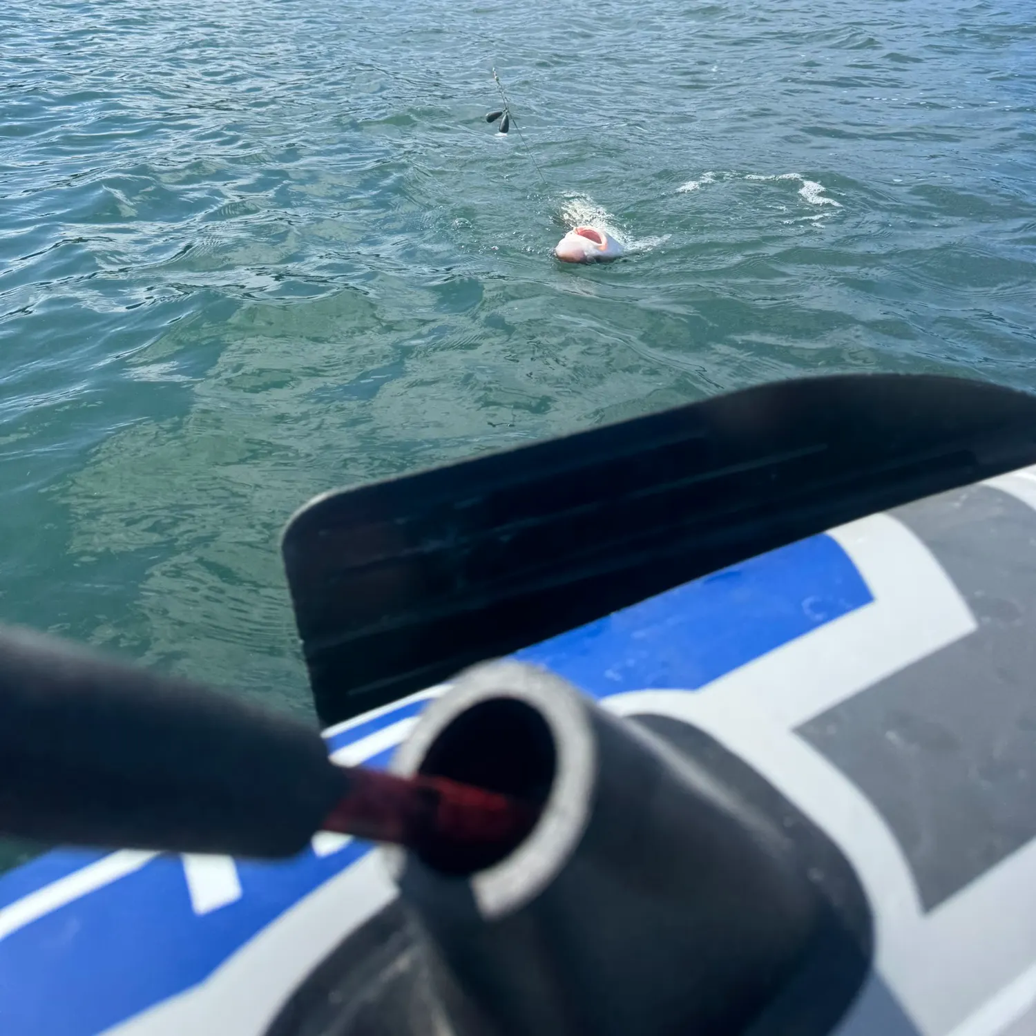 Pacific spiny dogfish caught on Fishbrain