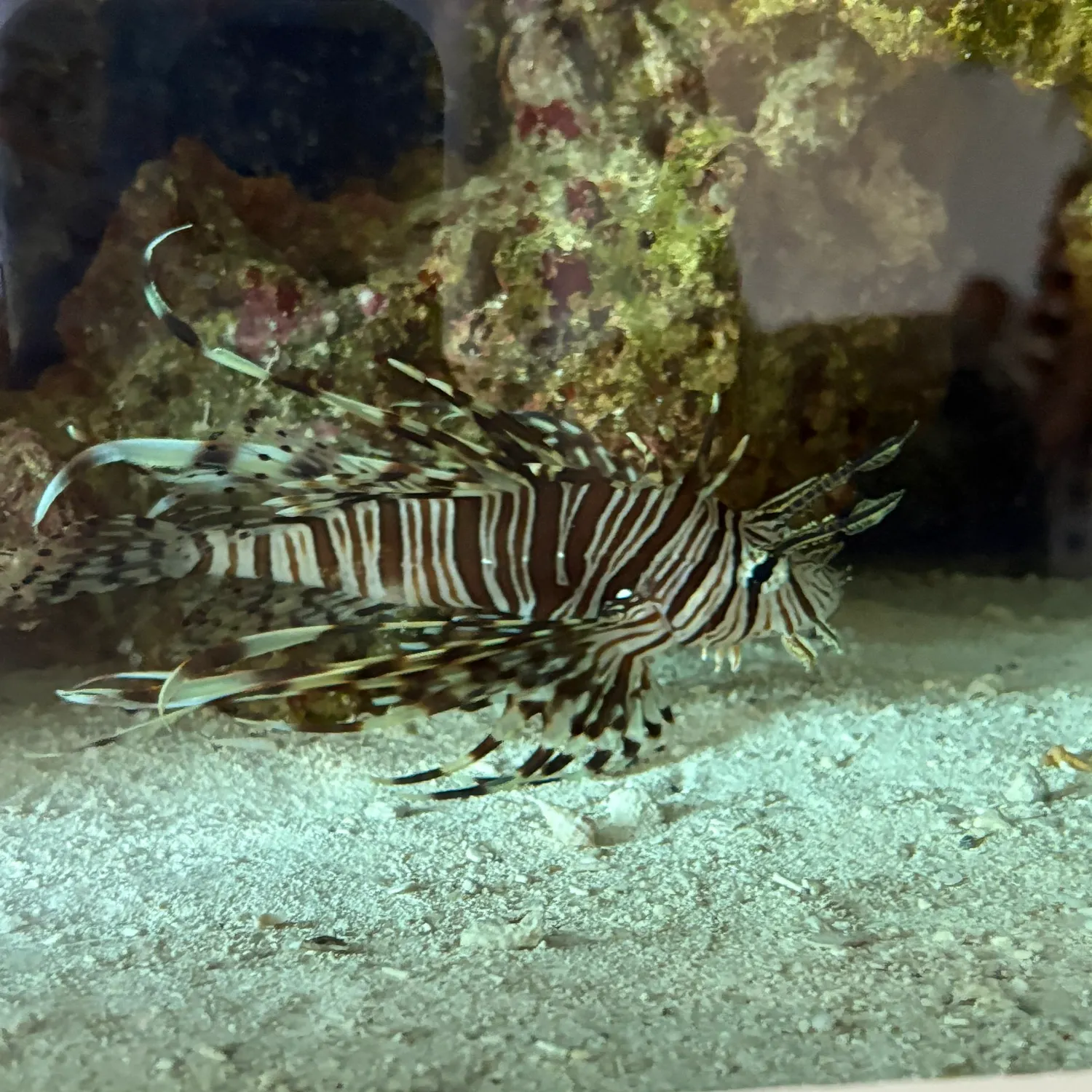 The most recent Red lionfish catches on Fishbrain