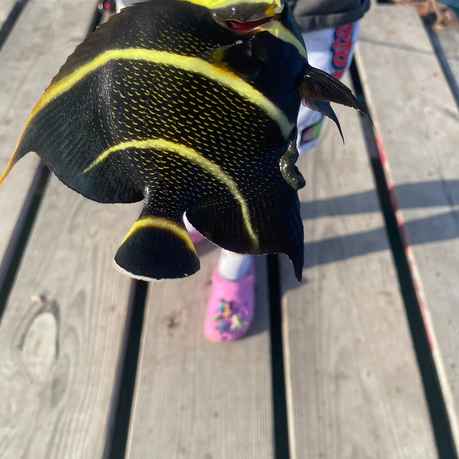 The most recent French angelfish catches on Fishbrain