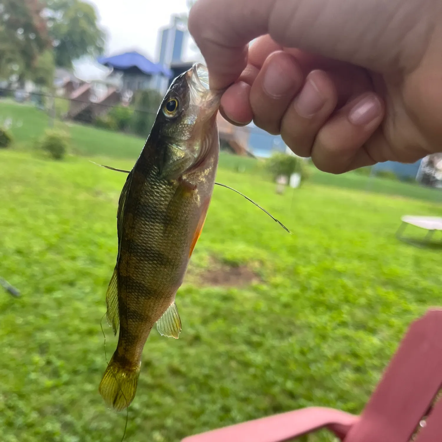 catch