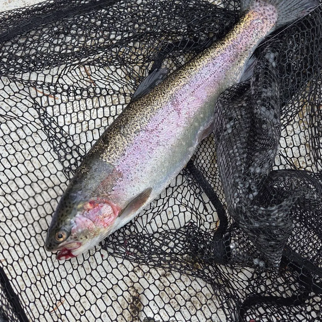 Rainbow trout caught on Fishbrain