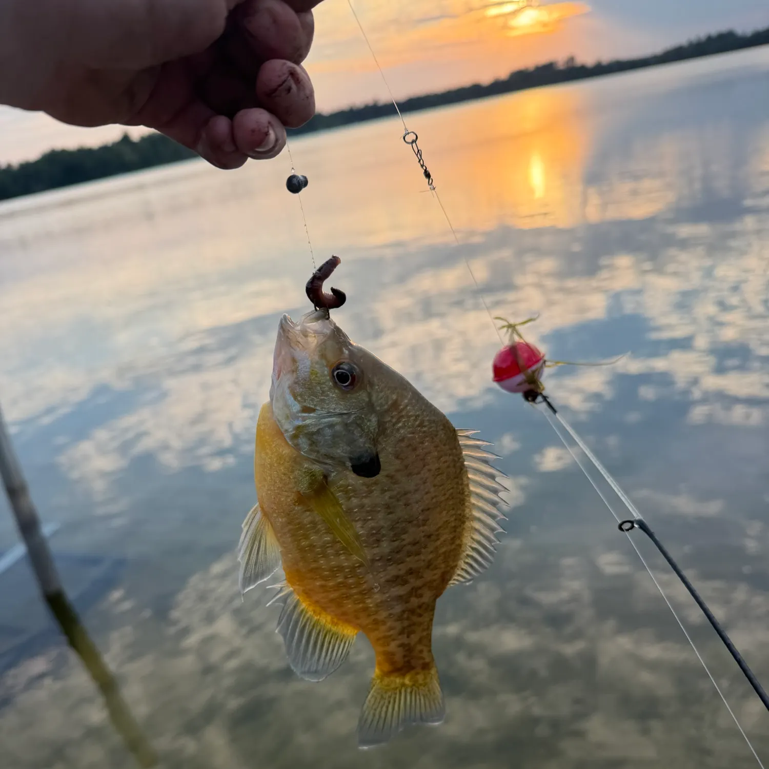 Bluegill caught on Fishbrain