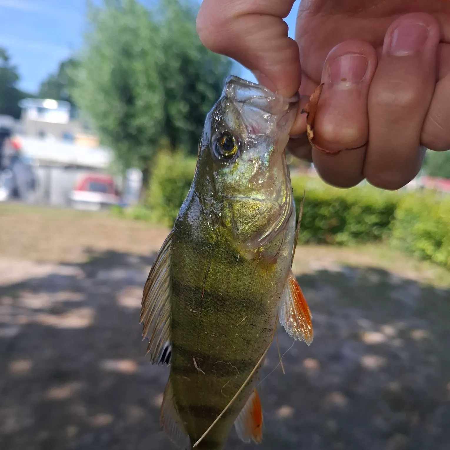 European perch caught on Fishbrain