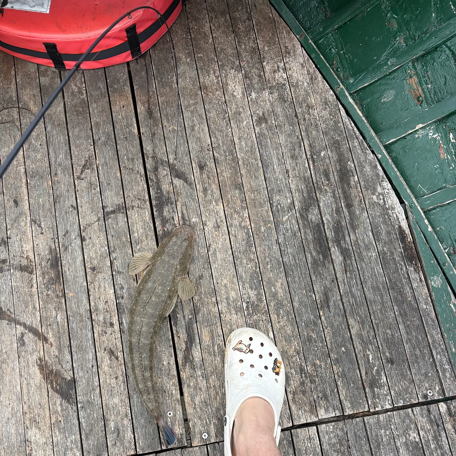 The most recent Dusky flathead catches on Fishbrain