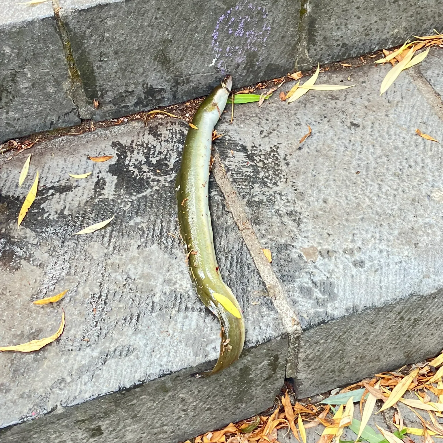 The most recent European eel catches on Fishbrain