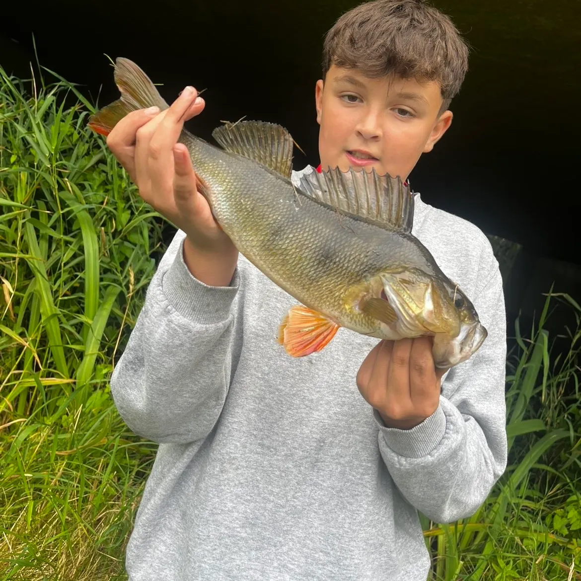 European perch caught on Fishbrain
