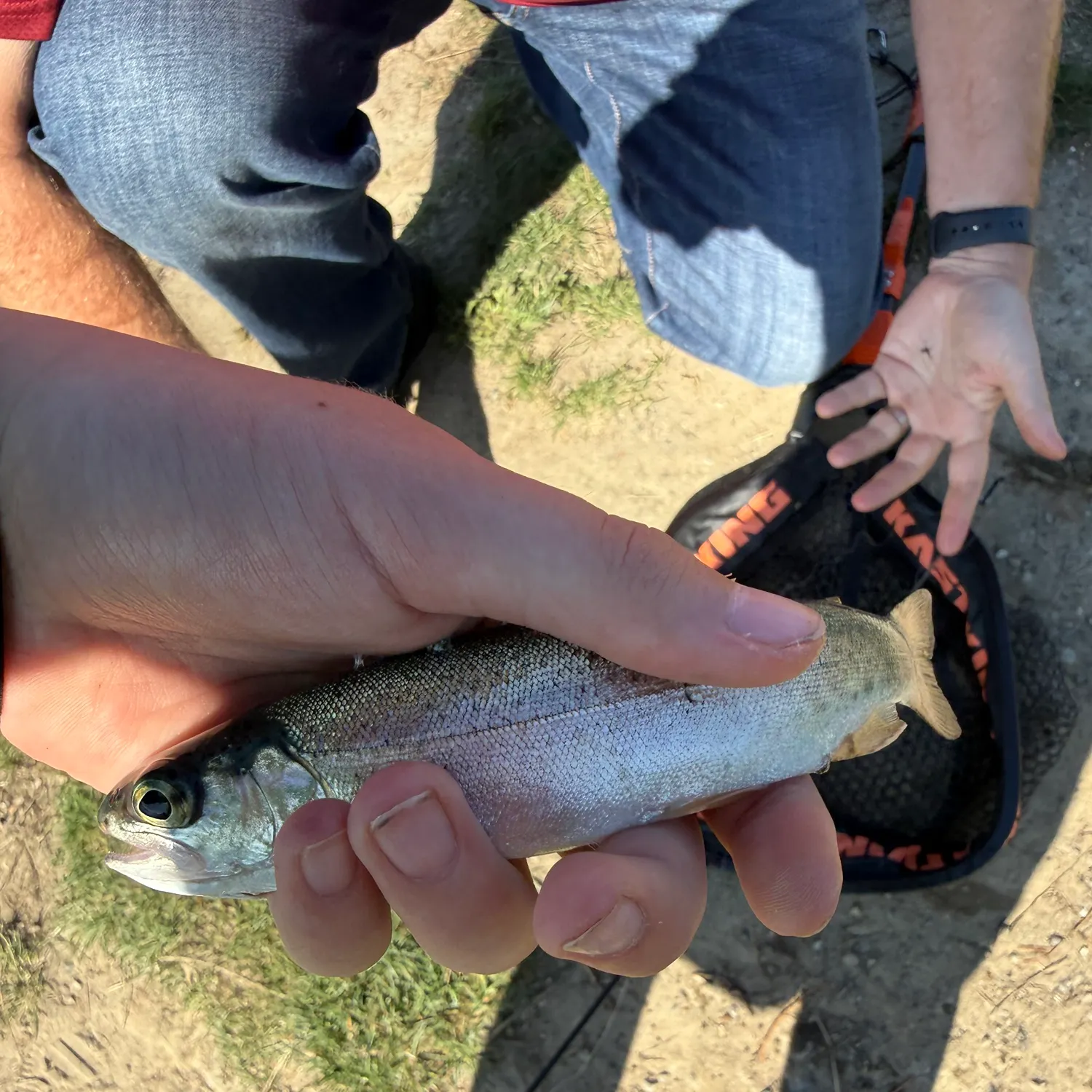 Rainbow trout caught on Fishbrain