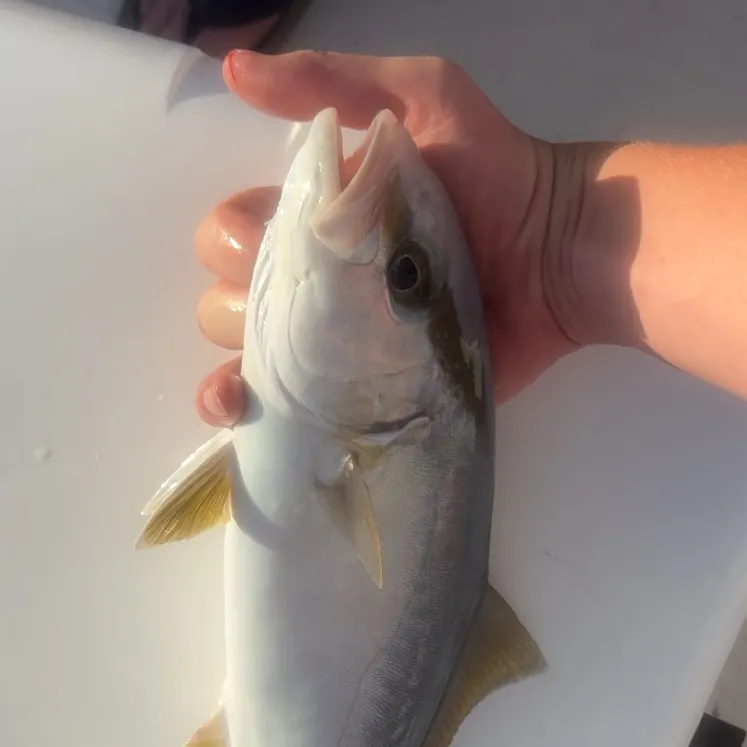 The most recent Banded Rudderfish catches on Fishbrain