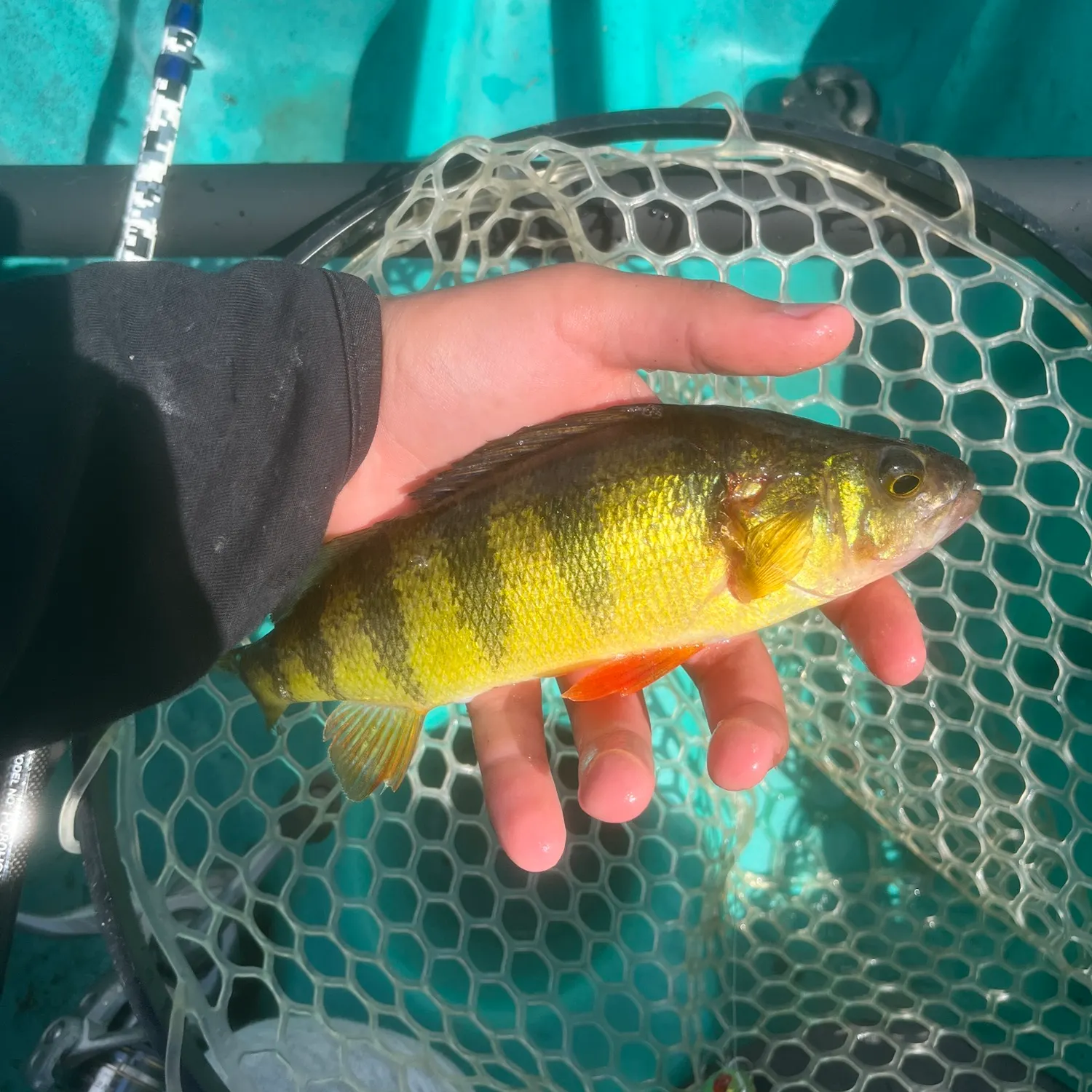 Yellow perch caught on Fishbrain
