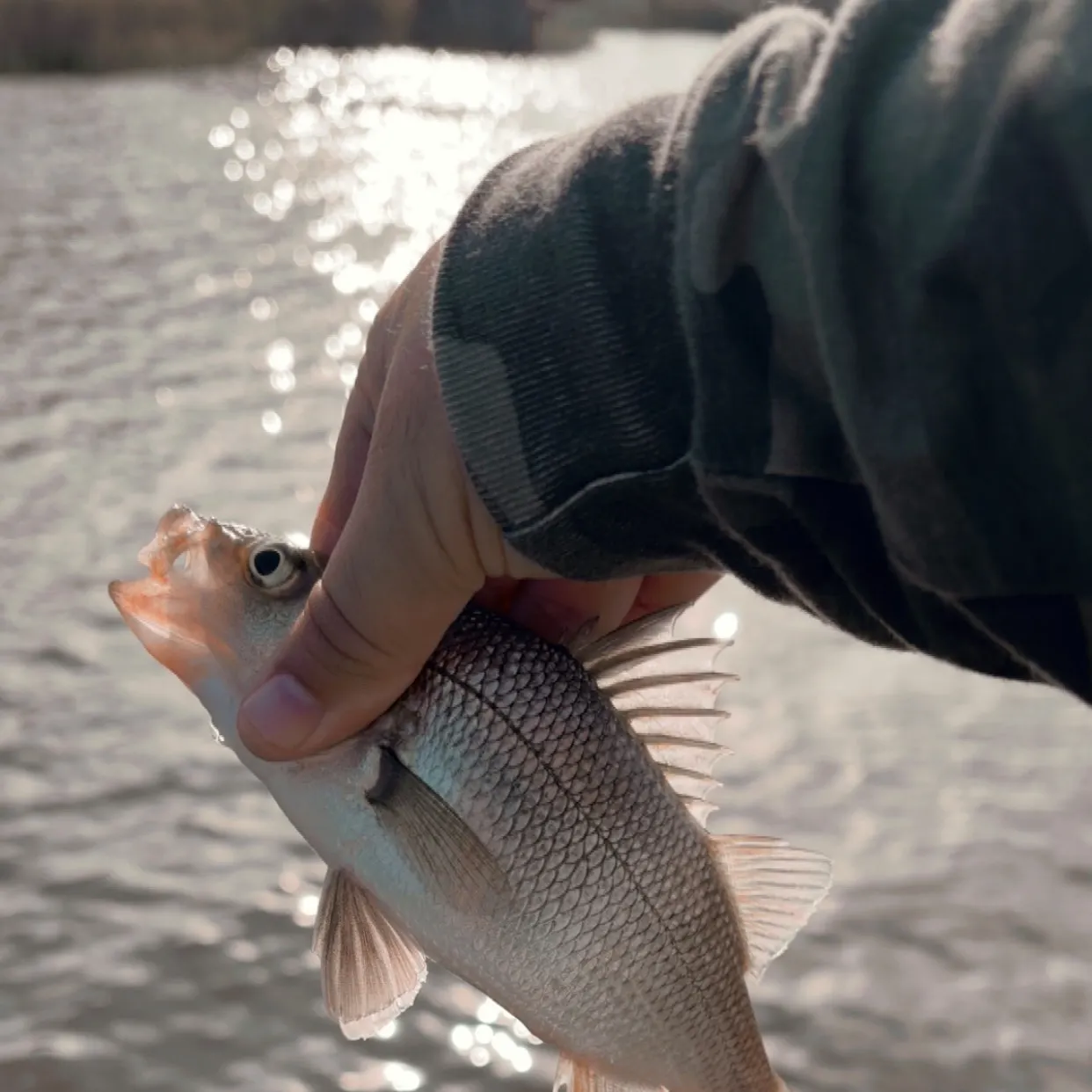 White perch caught on Fishbrain
