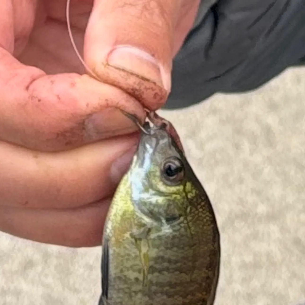 Bluegill caught on Fishbrain