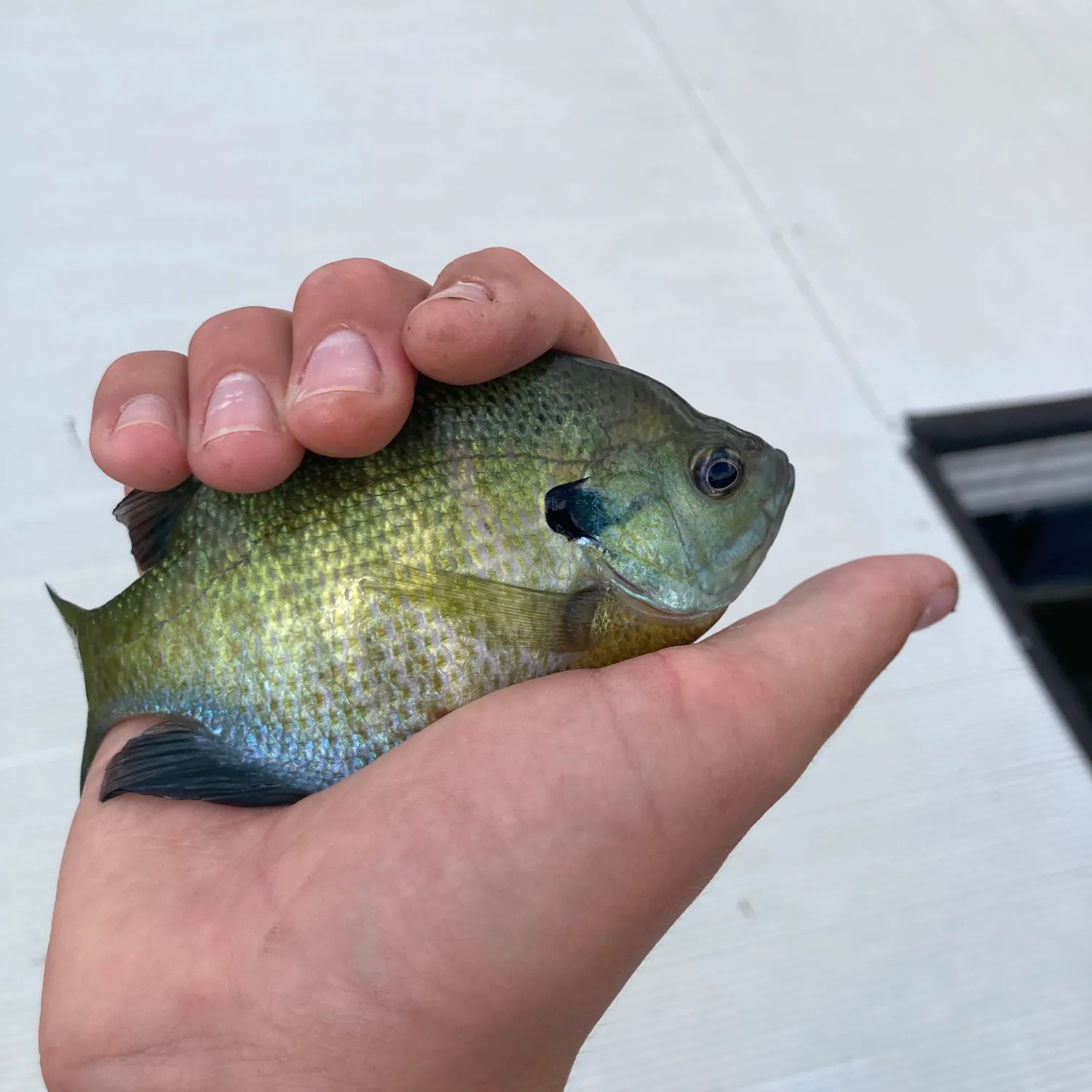 Bluegill caught on Fishbrain