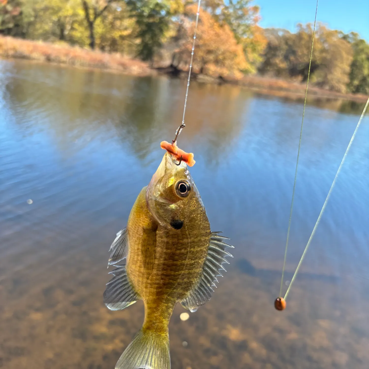 Bluegill caught on Fishbrain