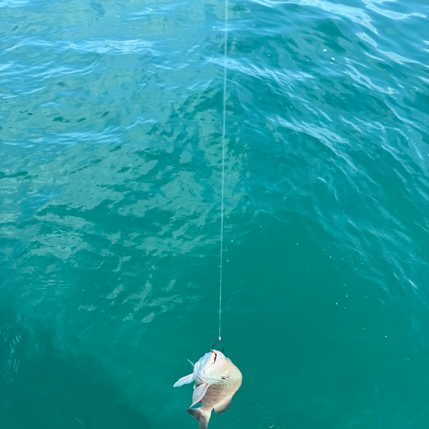 most liked catch image