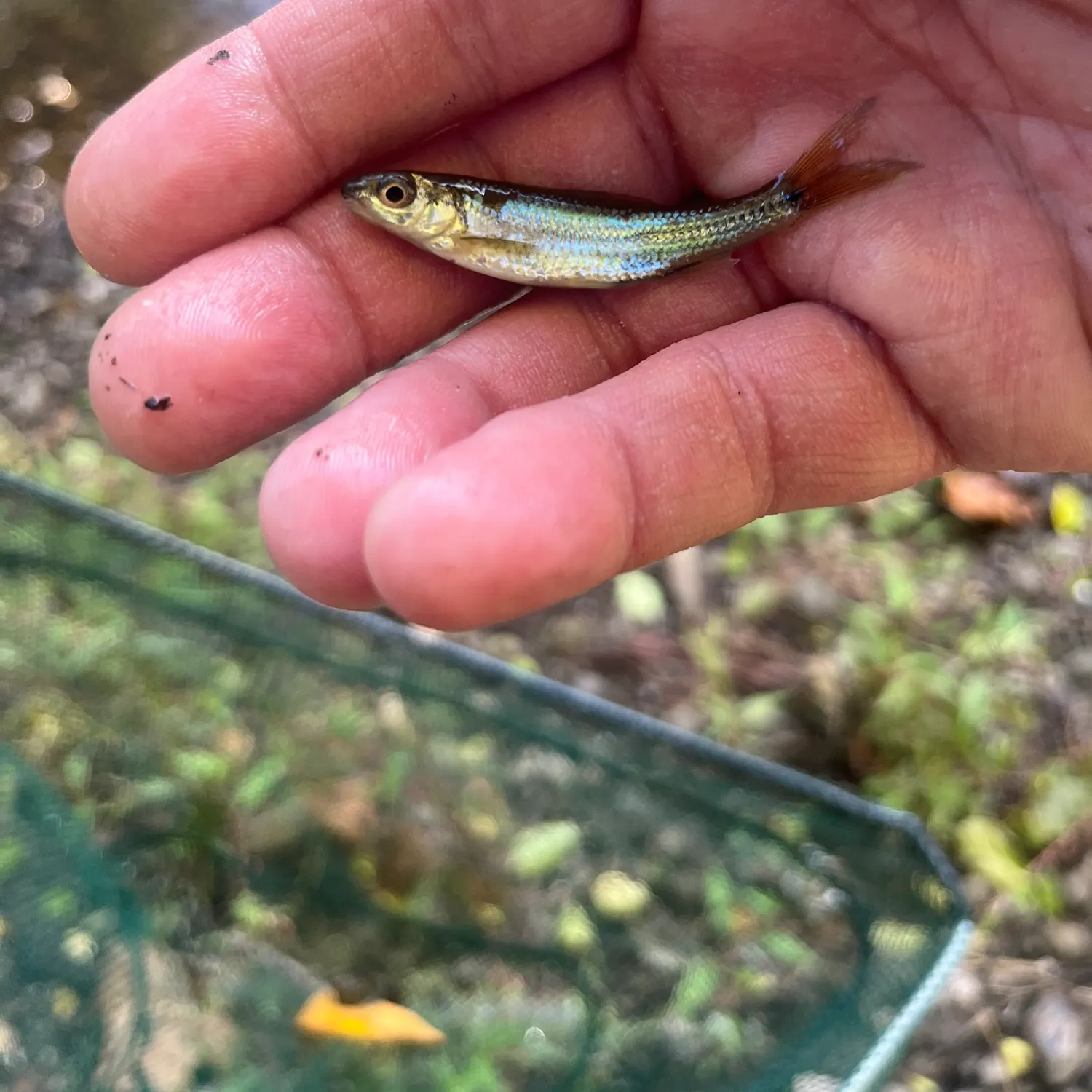 Spottail shiner caught on Fishbrain