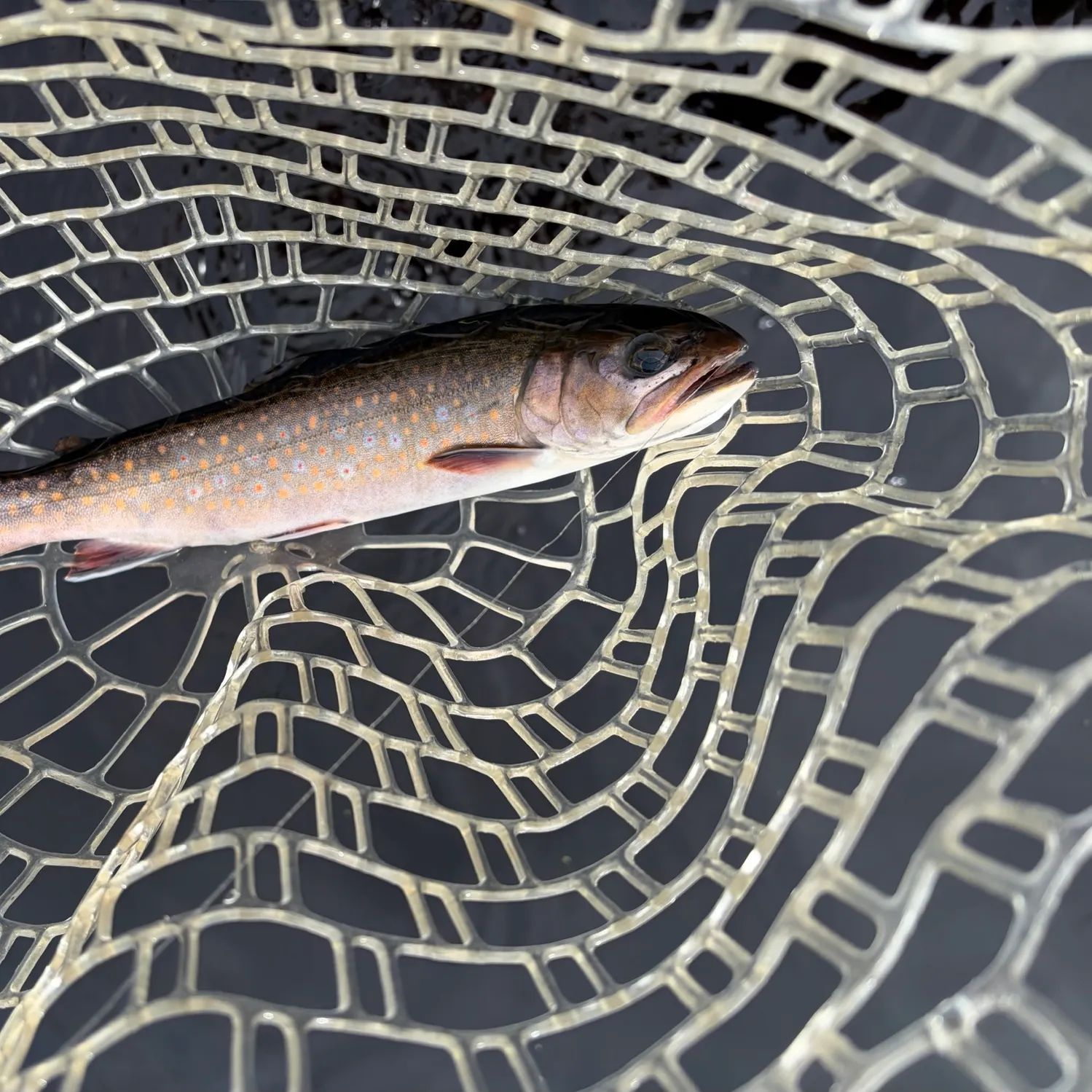 Brook trout caught on Fishbrain