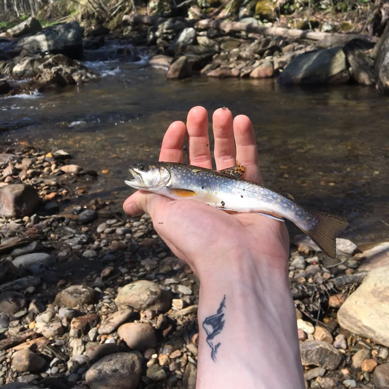 recently logged catches