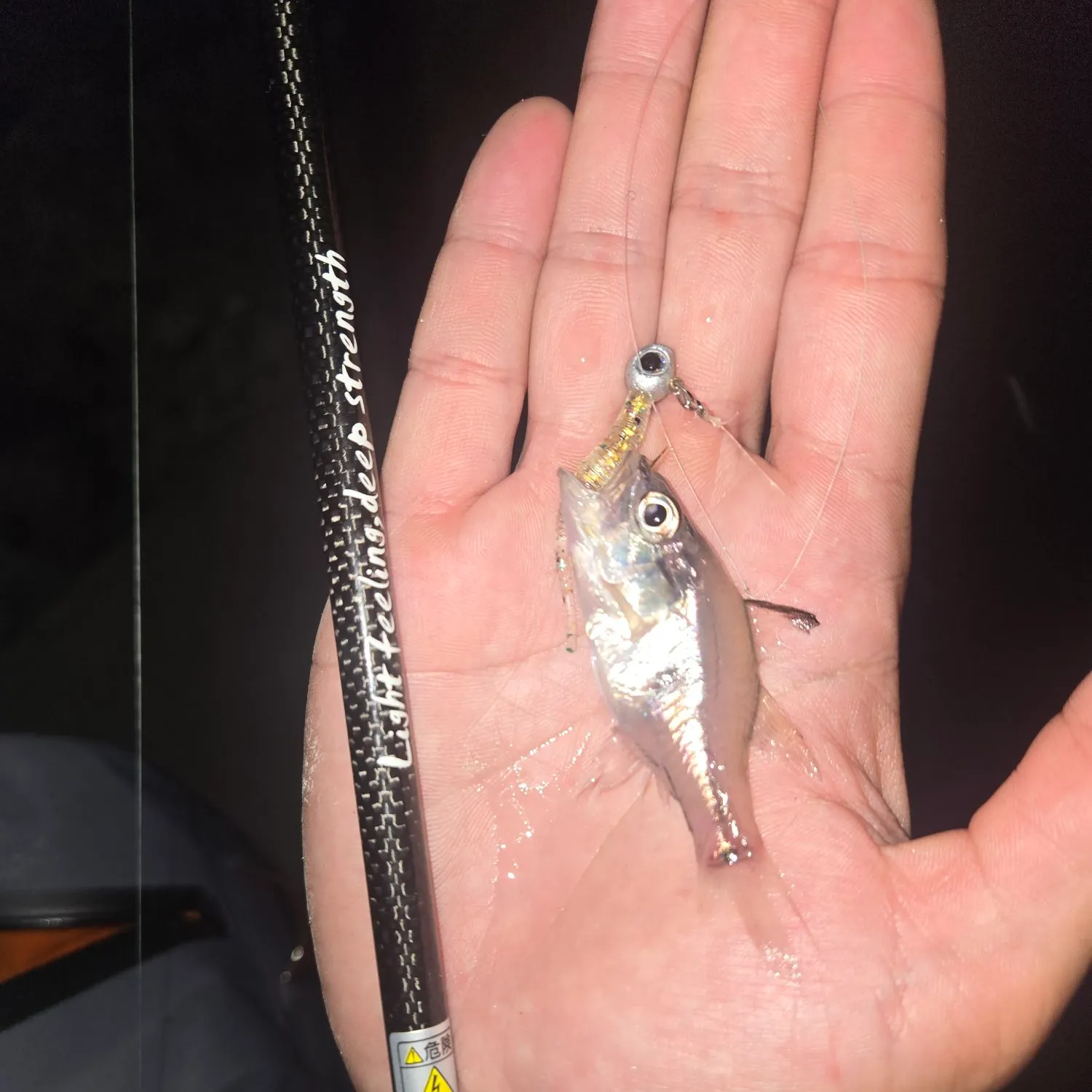 The most recent Banded-tail glassy perchlet catches on Fishbrain