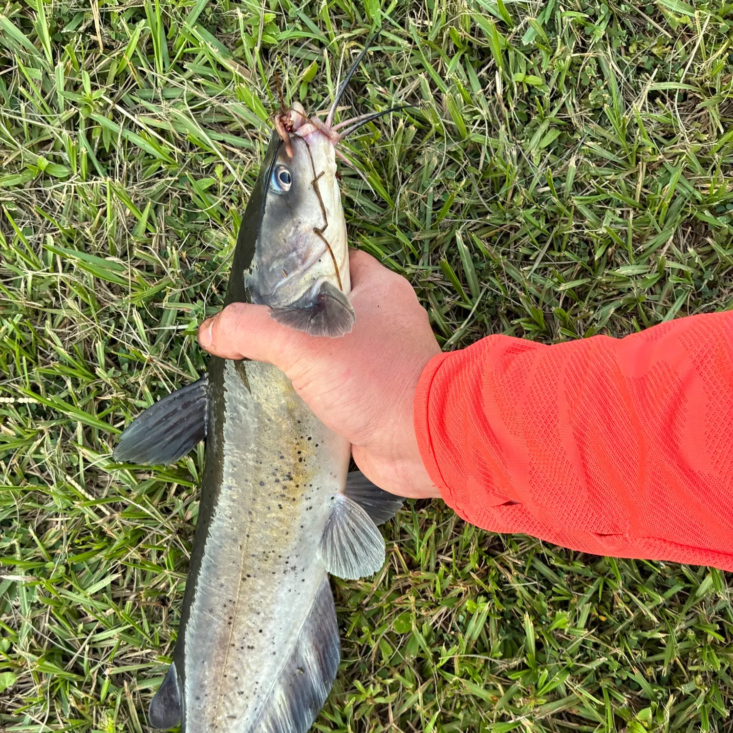 Channel catfish caught on Fishbrain