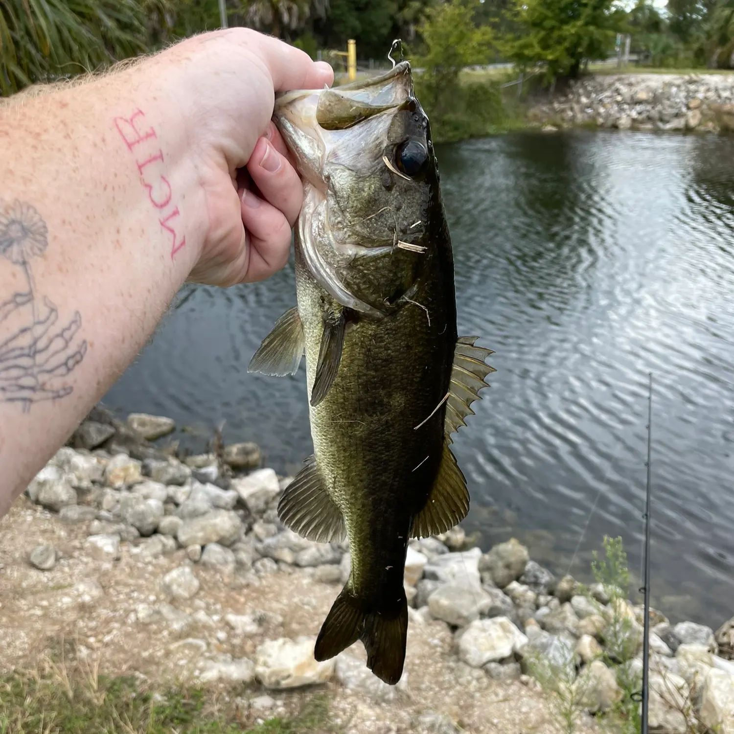 Largemouth bass caught on Fishbrain