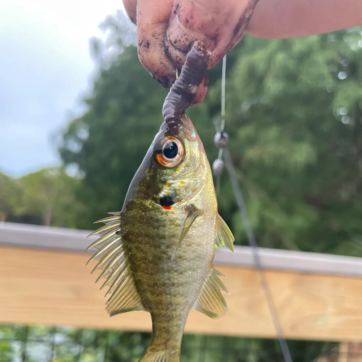Redear sunfish caught on Fishbrain