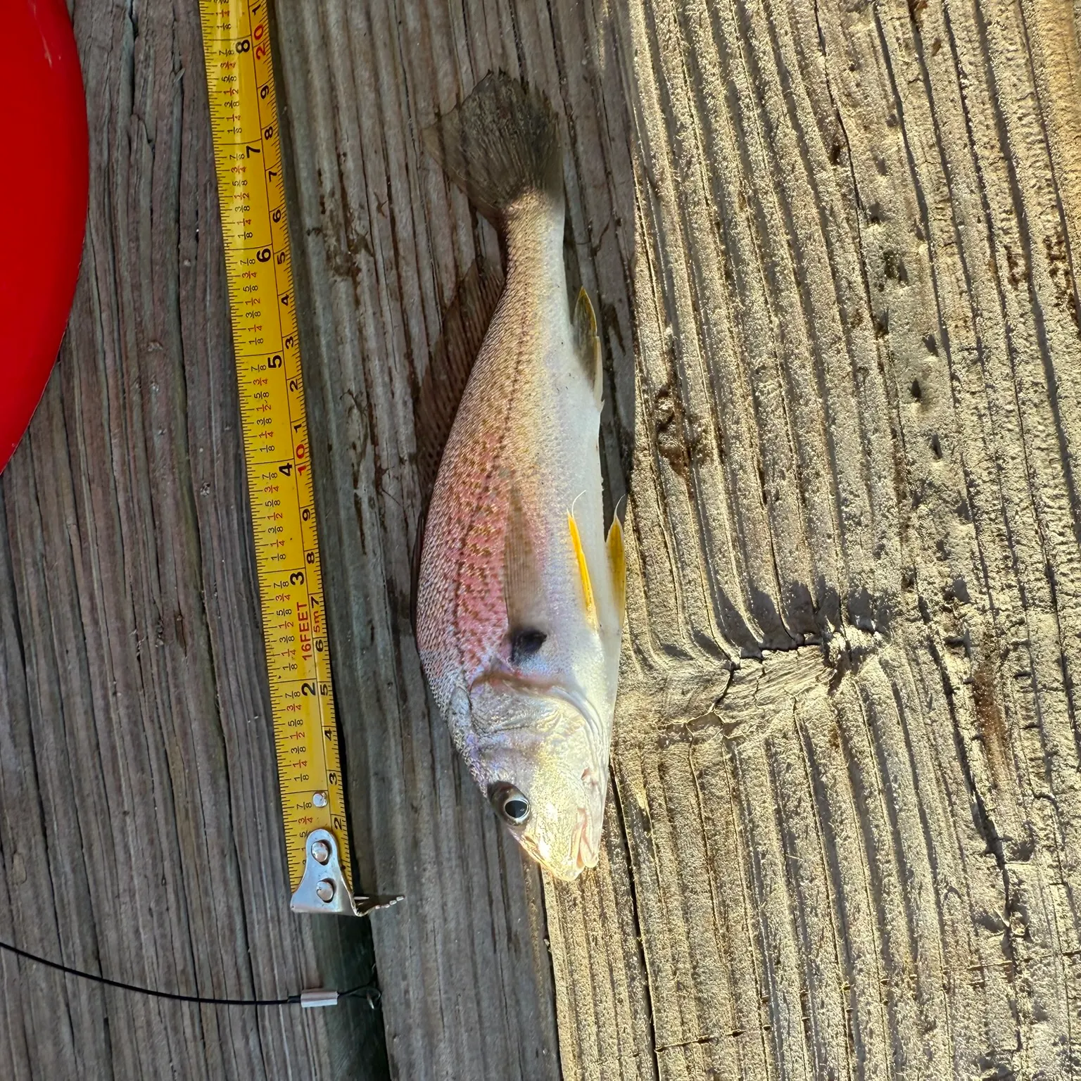 The most recent Atlantic croaker catches on Fishbrain