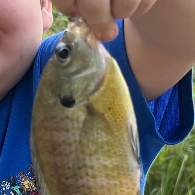 Bluegill caught on Fishbrain