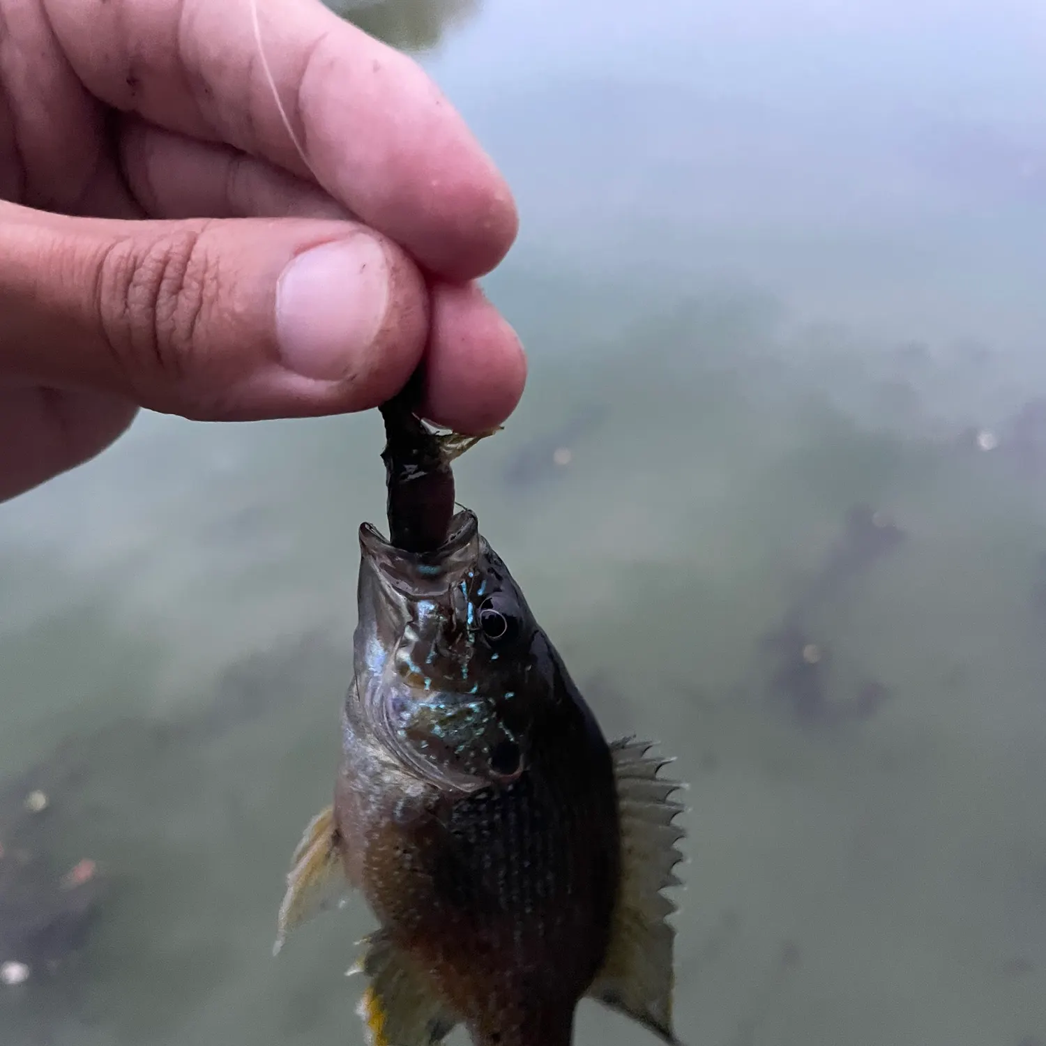 The most recent Dollar sunfish catches on Fishbrain