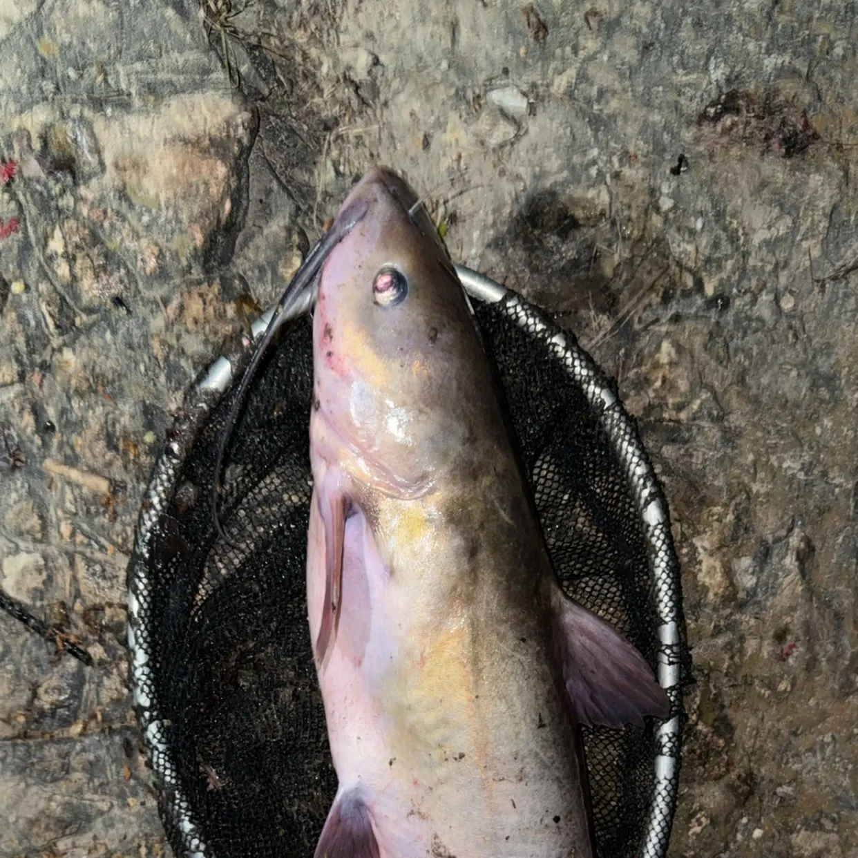 Channel catfish caught on Fishbrain