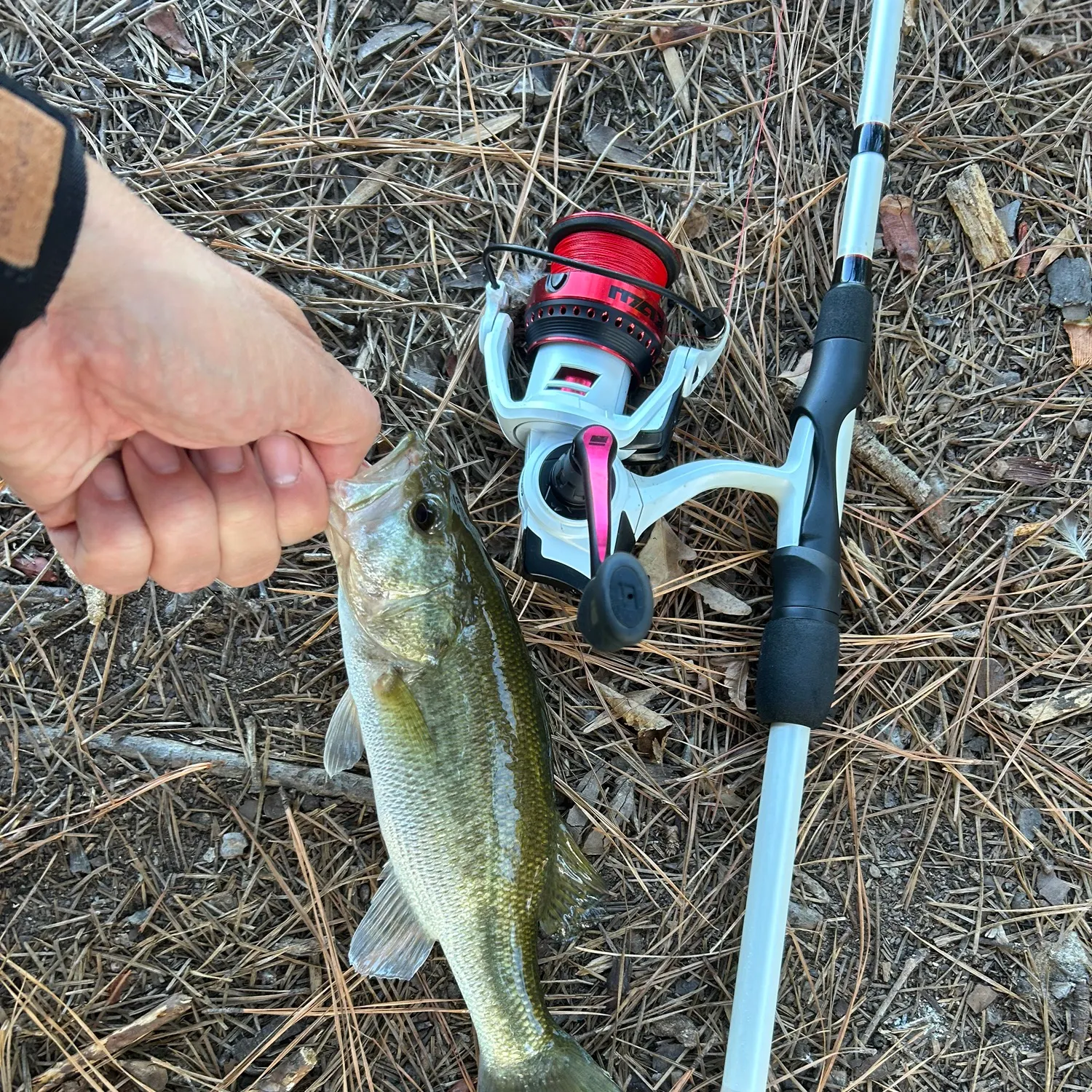 Largemouth bass caught on Fishbrain