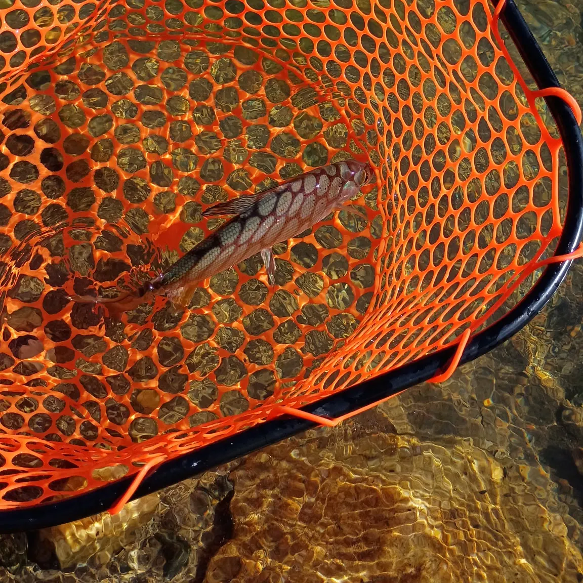 Arctic grayling caught on Fishbrain