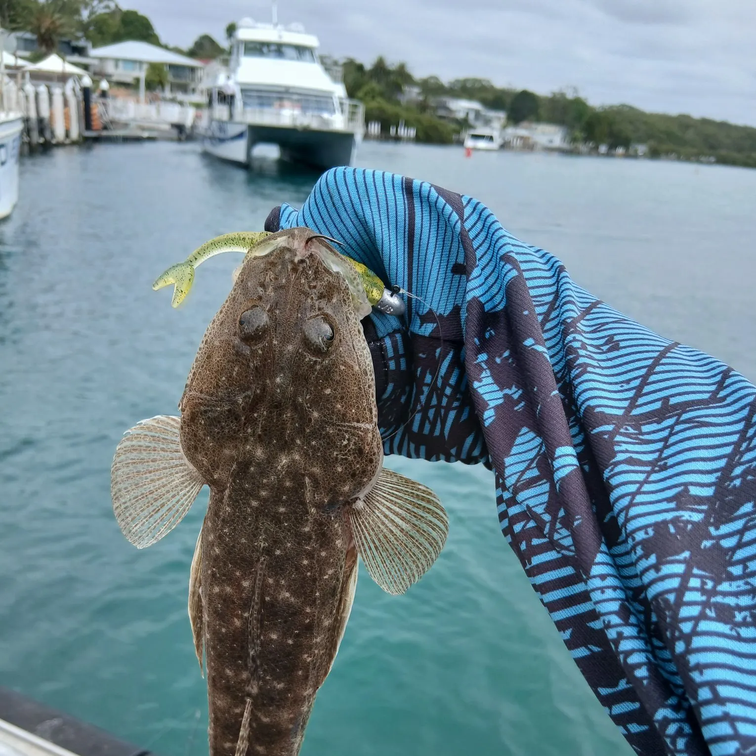 The most recent Dusky flathead catches on Fishbrain