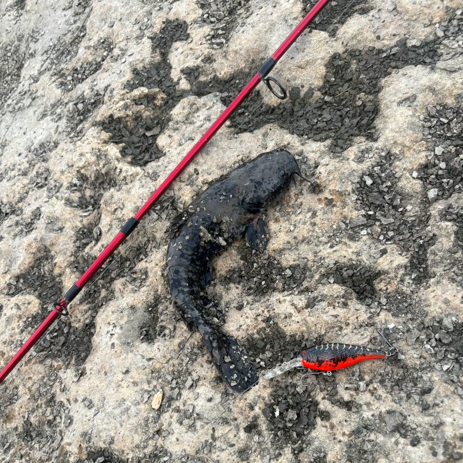 Flathead catfish caught on Fishbrain