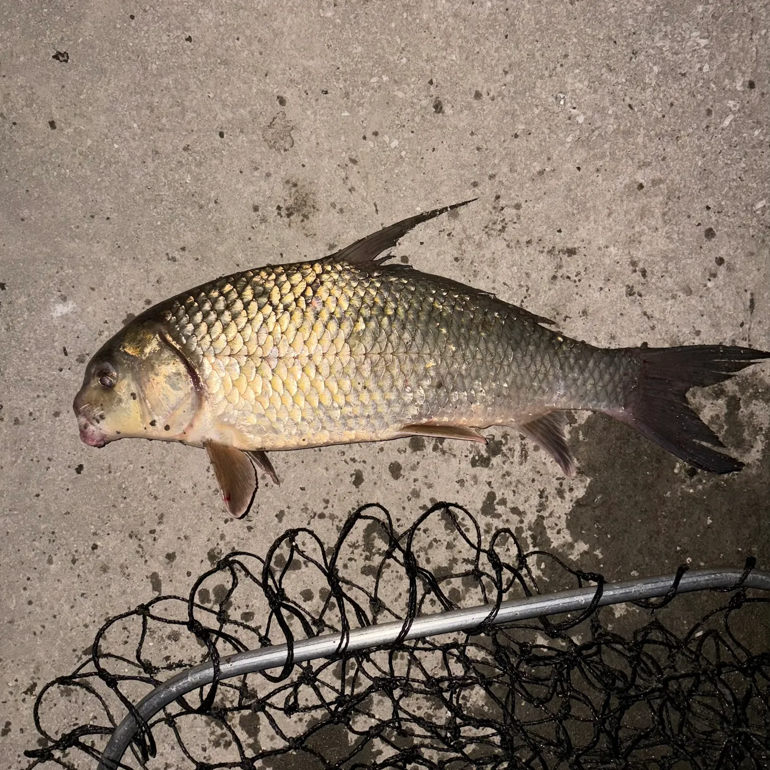 The most recent Quillback catches on Fishbrain