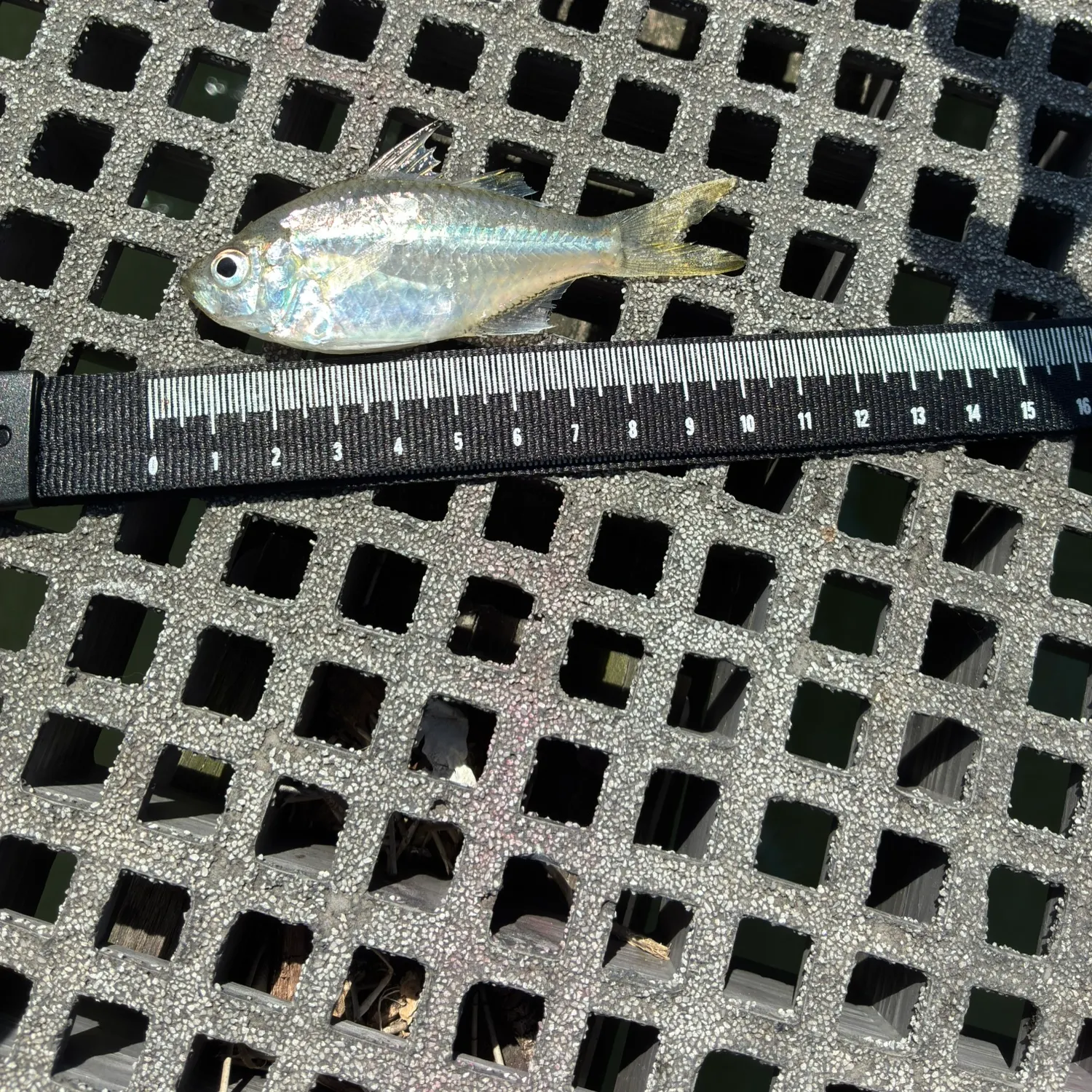 The most recent Slender silver-biddy catches on Fishbrain