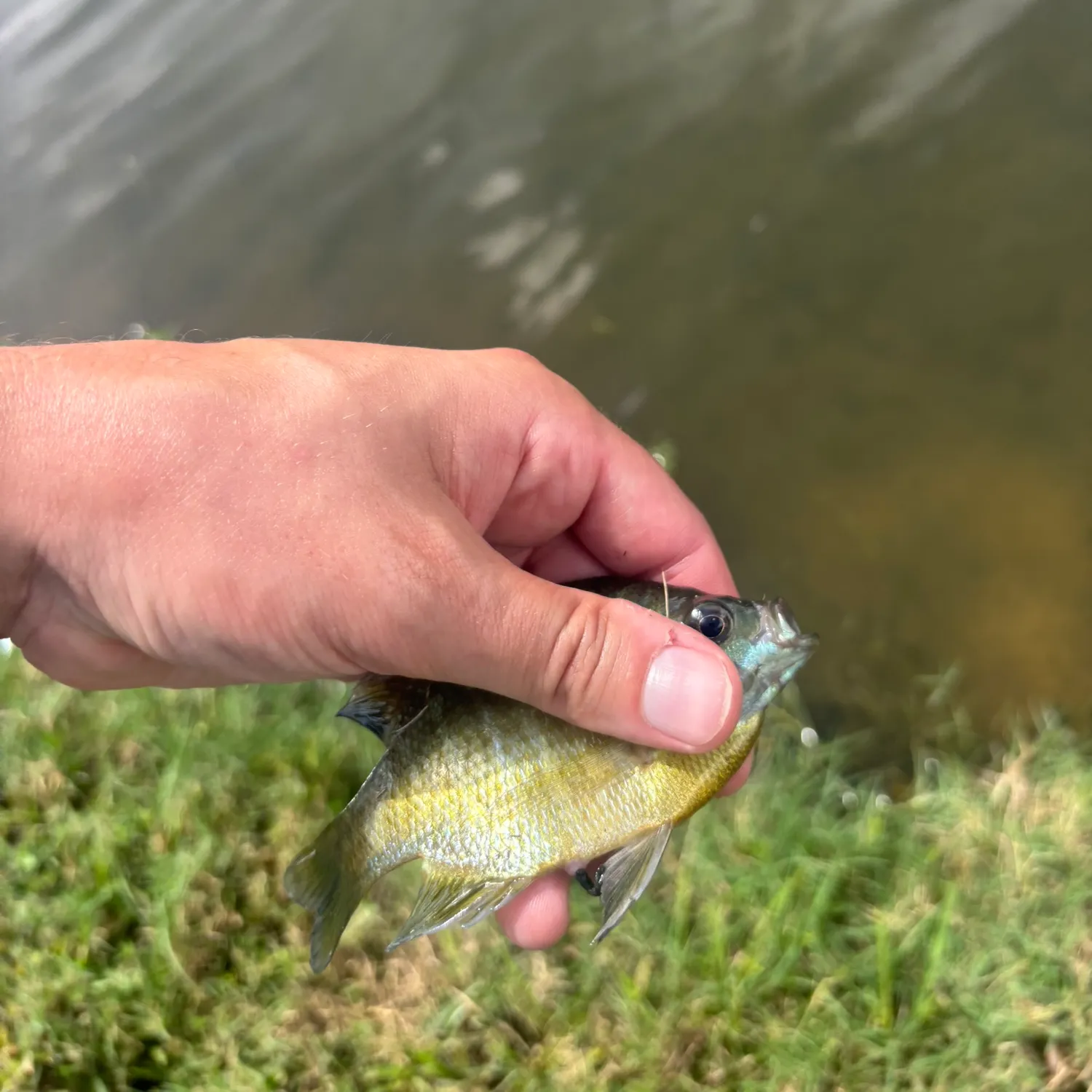 Fish caught on Fishbrain