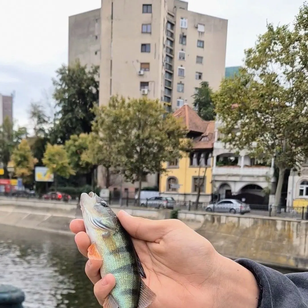 European perch caught on Fishbrain