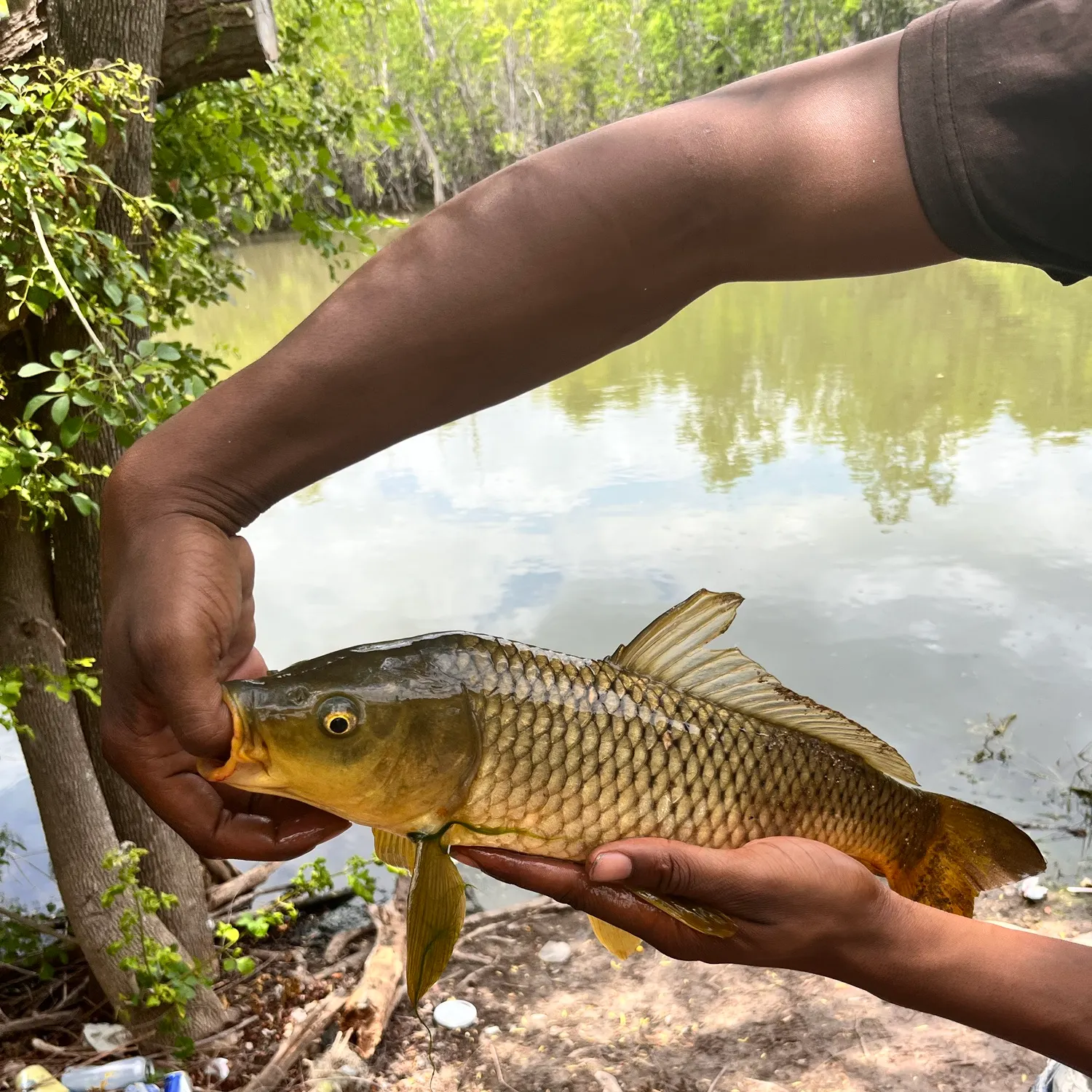 Common carp caught on Fishbrain
