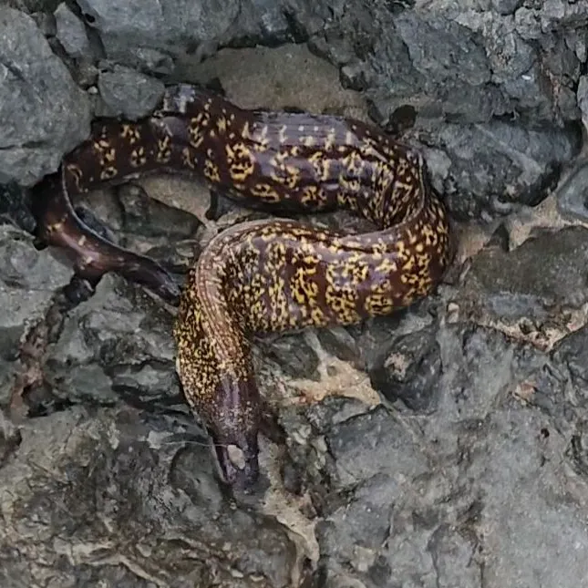 The most recent Mediterranean moray catches on Fishbrain