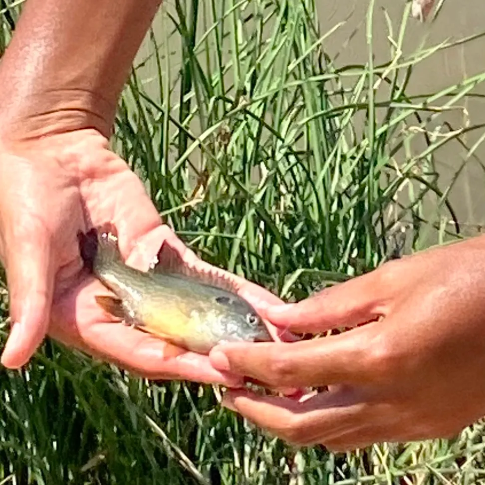 The most recent Green sunfish catches on Fishbrain