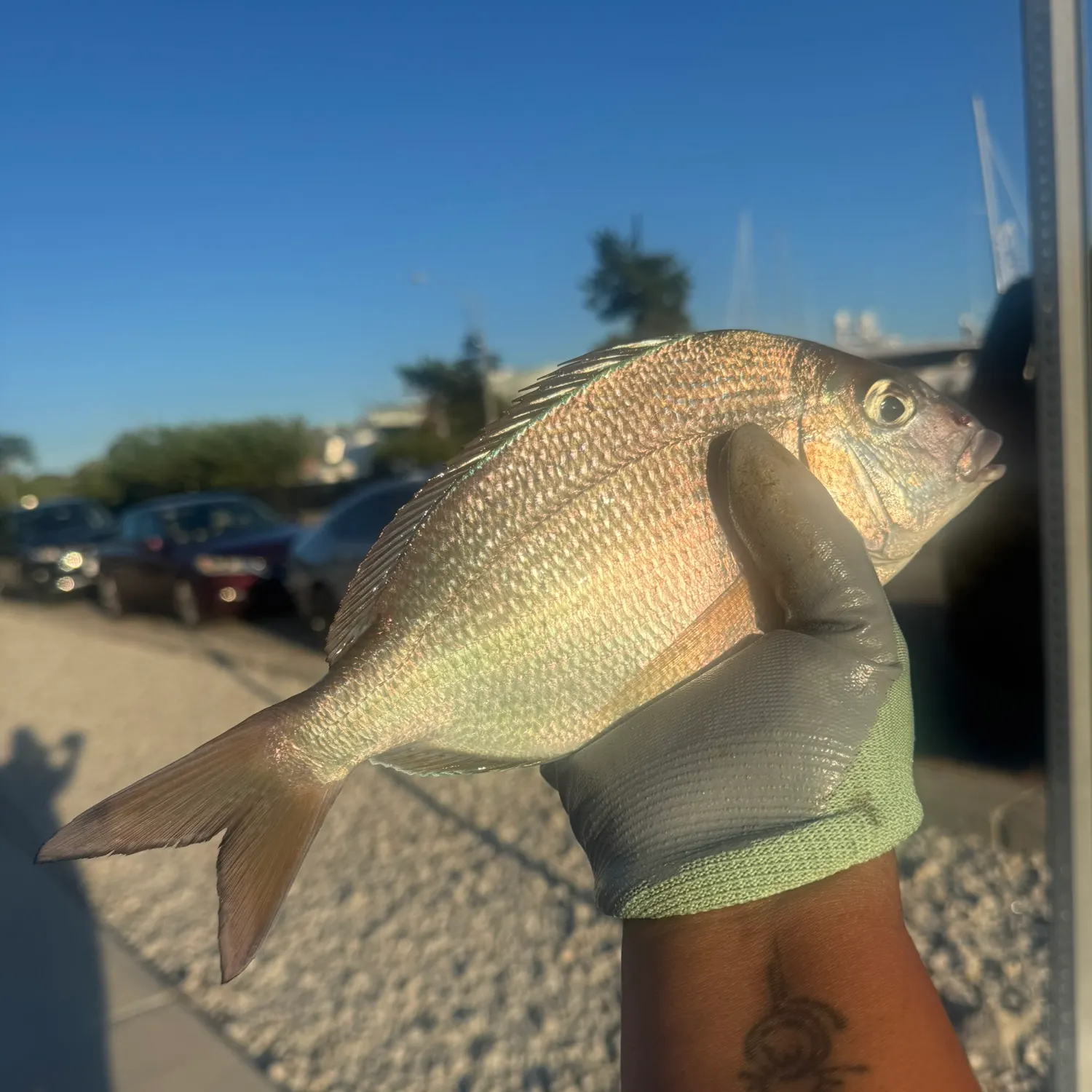 Scup caught on Fishbrain