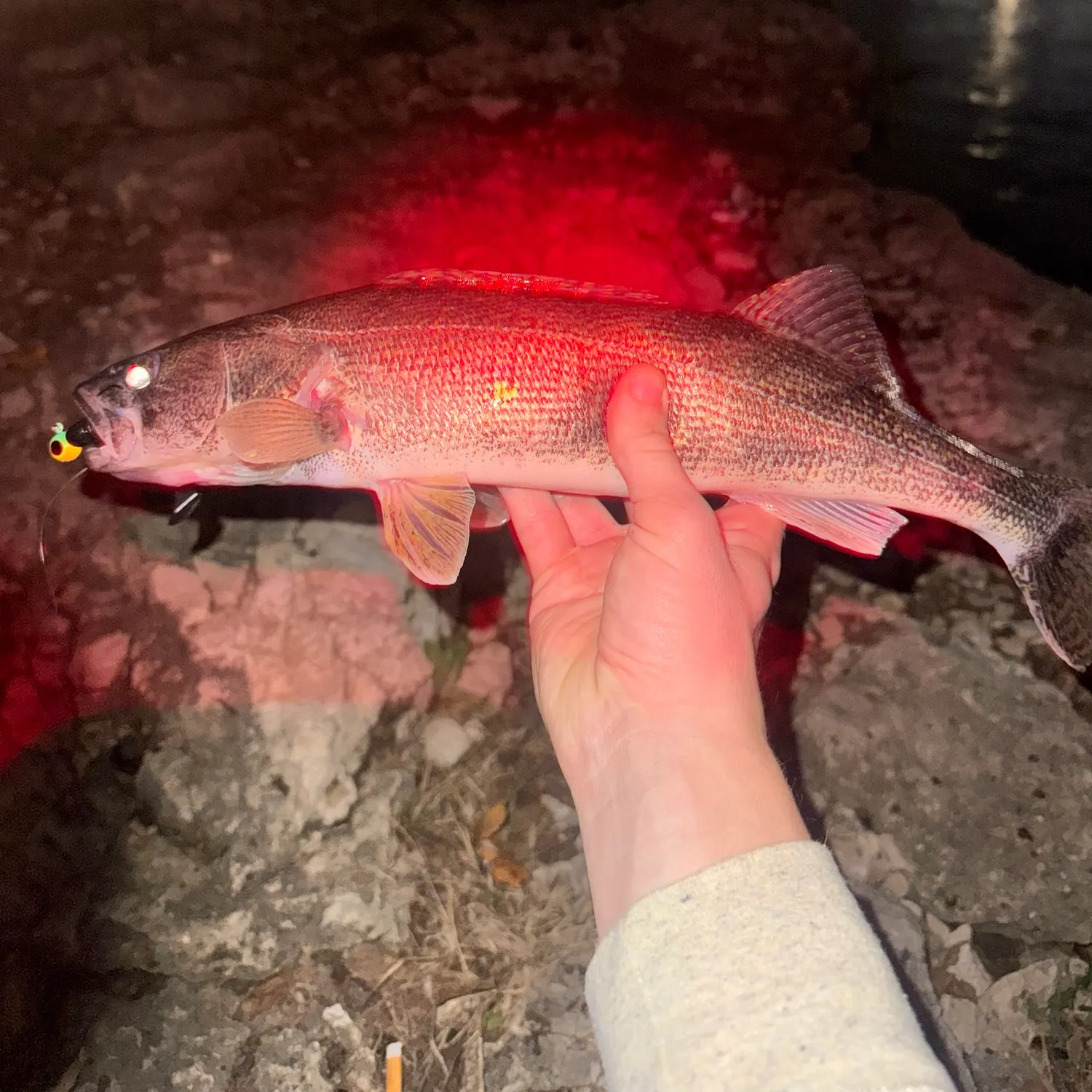 Walleye caught on Fishbrain