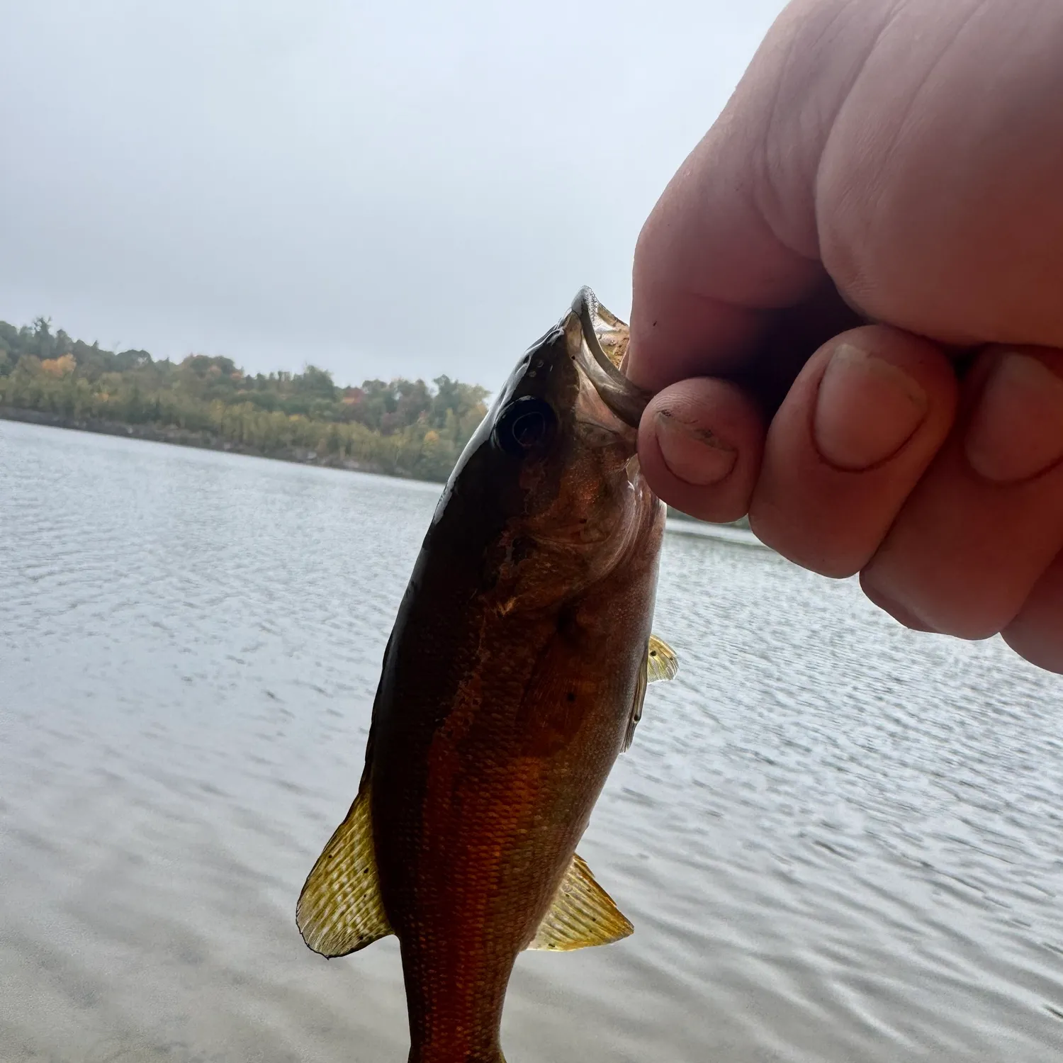 Smallmouth bass caught on Fishbrain