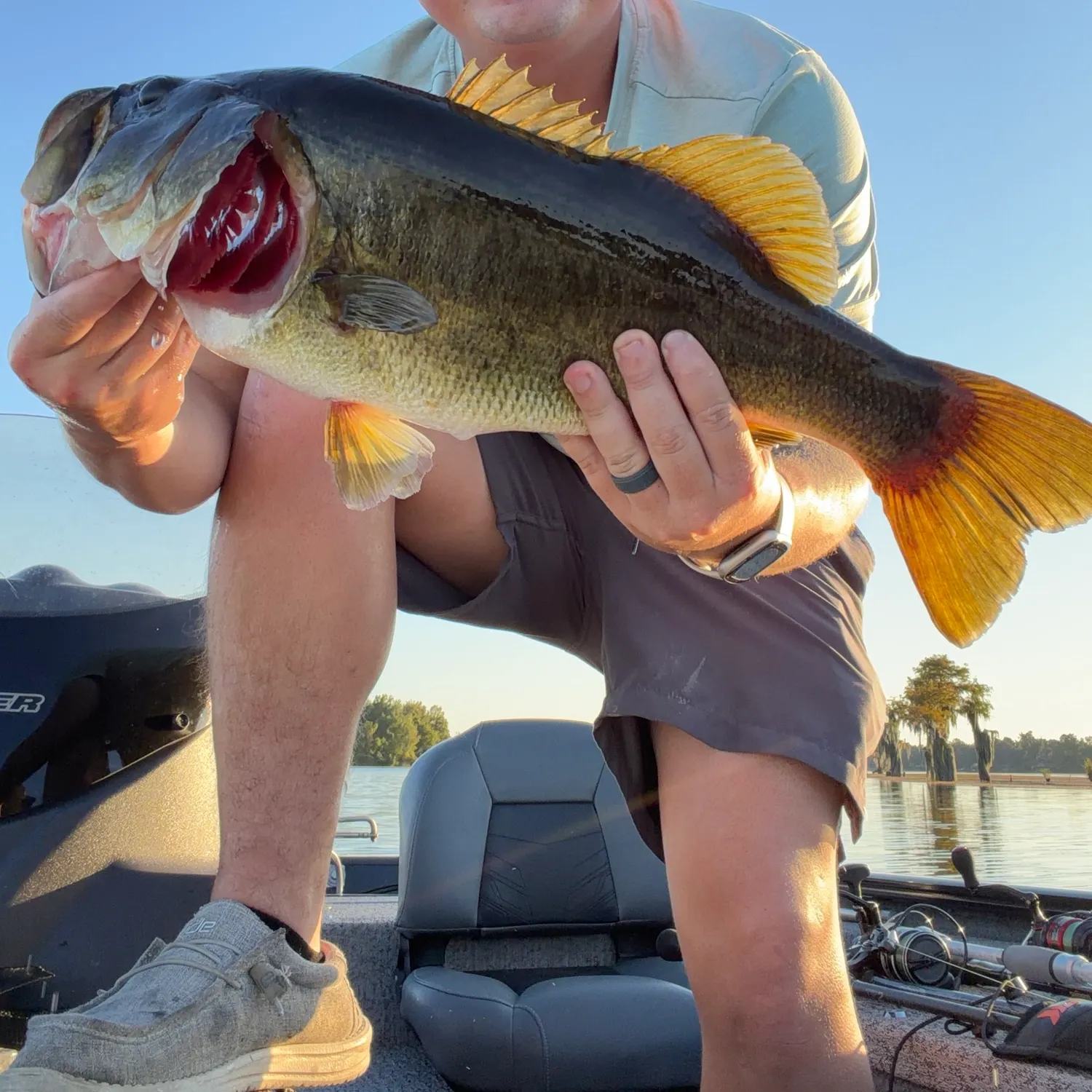 Largemouth bass caught on Fishbrain
