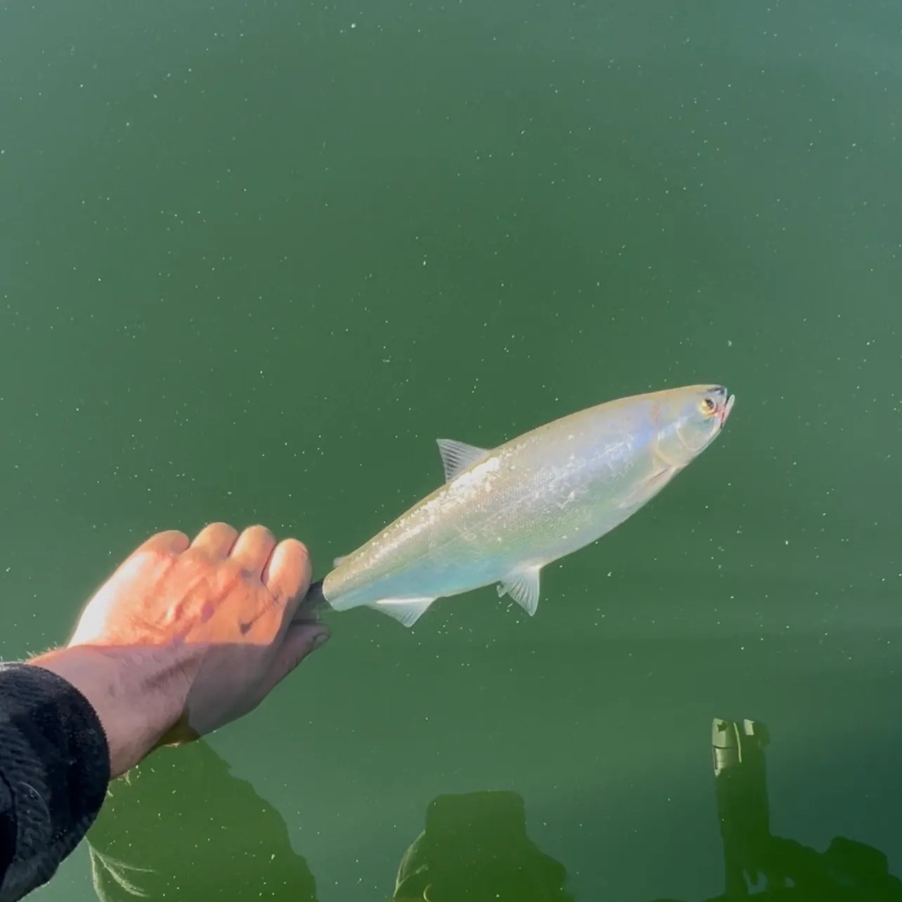 The most recent Kokanee salmon catches on Fishbrain