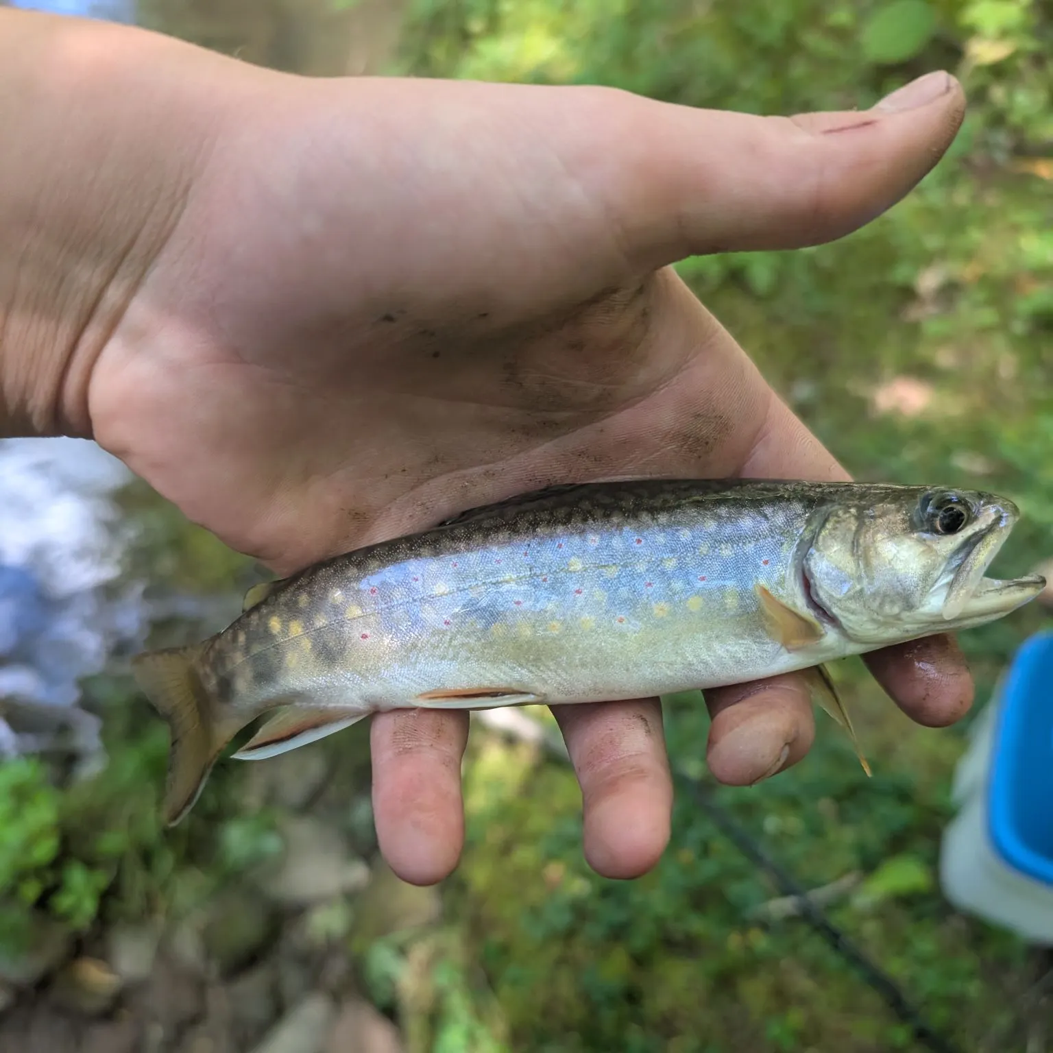 Lake trout caught on Fishbrain