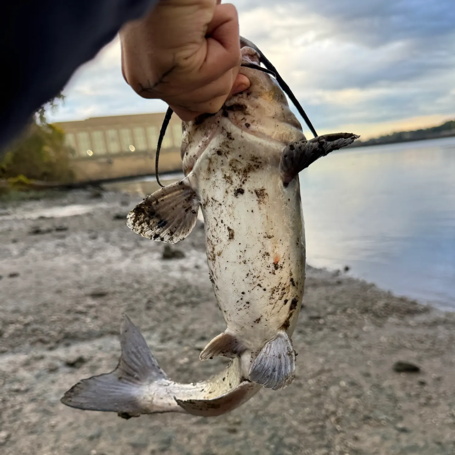 Channel catfish caught on Fishbrain