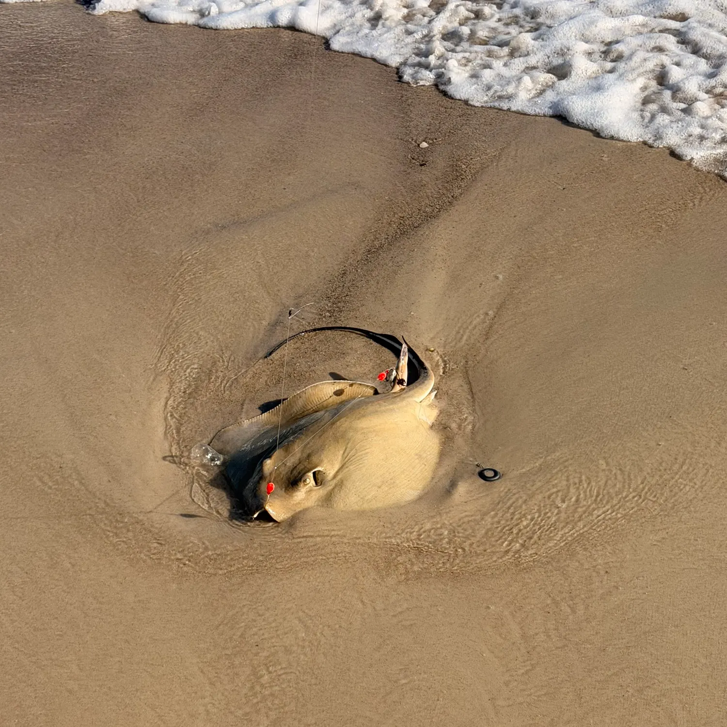 The most recent Southern stingray catches on Fishbrain