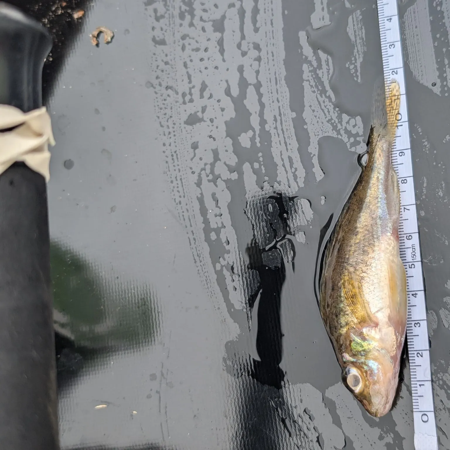 The most recent Eurasian ruffe catches on Fishbrain